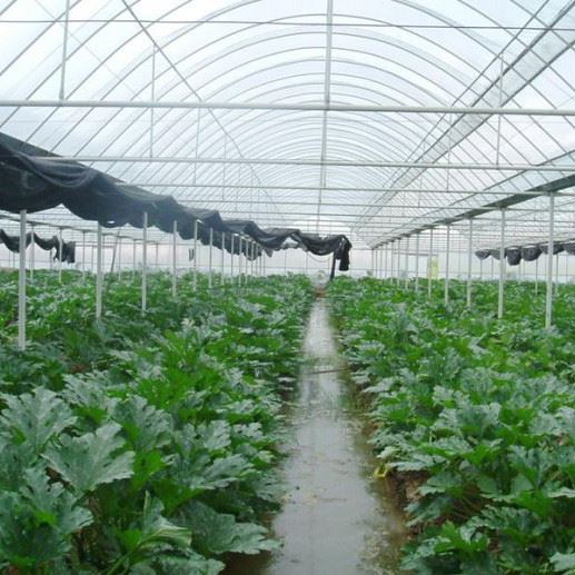 Strawberry Greenhouse